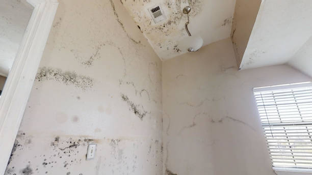 Best Asbestos and Lead Testing During Mold Inspection  in Eureka, CA