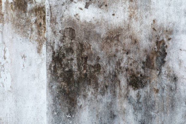 Best Comprehensive Air Testing for Mold Contaminants  in Eureka, CA